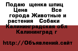 Подаю. щенка шпиц  › Цена ­ 27 000 - Все города Животные и растения » Собаки   . Калининградская обл.,Калининград г.